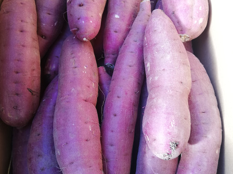 【自宅用】 里山ファームの紅はるか 大きなサイズ ５ｋｇ