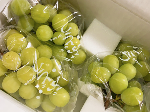 【ご自宅用】朝採りシャインマスカット約2kg（小粒・粒不揃いなど）