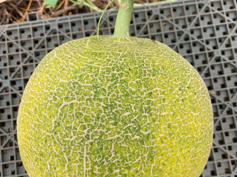 【自然栽培】固定種 赤肉カンタロープメロン 4kg以上★農薬・肥料不使用｜甘さ控えめ