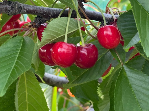 (特別価格！！！)山形県産　さくらんぼ　紅さやか　訳あり700g