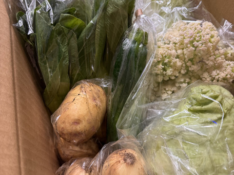 Mサイズ ＊旬野菜セット(約8~9品)【農薬：栽培期間中不使用】
