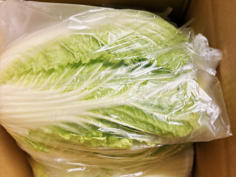 【新商品‼️白菜2玉入り‼️】白菜を箱いっぱいにしてお届け。