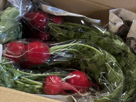 【期間限定】そのままパクっと！おつまみラディッシュ（葉付き20個）