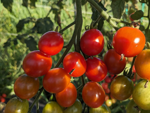 [全て自然栽培]甘い中玉トマト+ミニトマト+甘酸っぱいフルーツほおずきセット