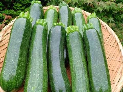 農薬・化学肥料不使用　ツヤツヤのズッキーニ　15本(約3kg)