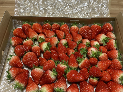 生の風味をお届け。気にしない方限定🍓バラ詰苺BOX（約1000g）大きさ形が不揃いです