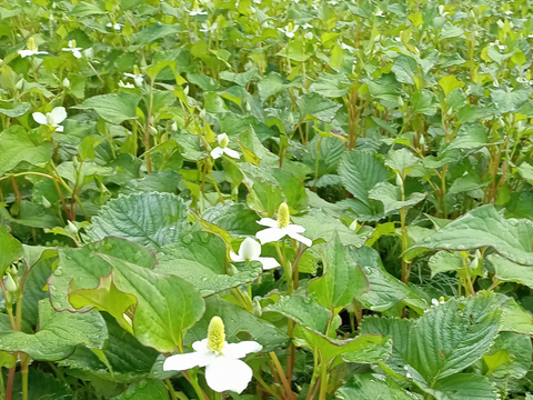 のどかさ香る和ハーブティー【白神山麓の天然茶葉】くろもじと和ハーブ５包　ポット淹れ２ℓ煮出し５ℓ