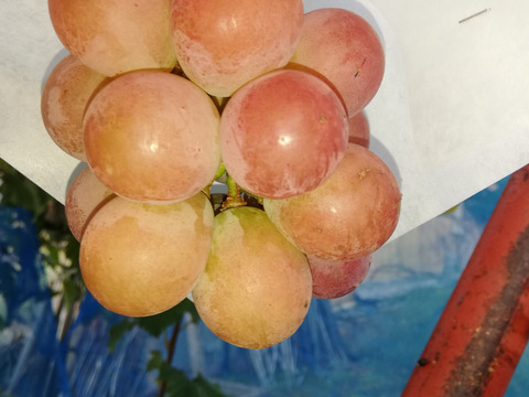 香りゆたかな　秋田の　シナノスマイル　3房　約1～1.2㎏