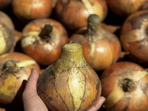 🉐【自然栽培】特大玉ねぎ13kg