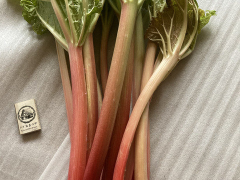 信州産　春1番暗室栽培ルバーブ　Forced Rhubarb 60サイズ約2キロ