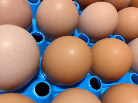 あずさの平飼い卵40個