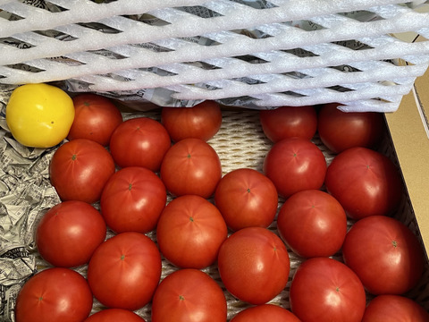 【予約】【旨トマト3kg】お買い得☆ジューシーで旨味あるトマト！サラダやパスタにも！（２５～４５玉）