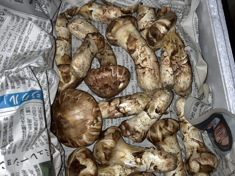 10／24日収穫！つぼみ〜中開き　松茸！100グラム以上！本日17時まで！