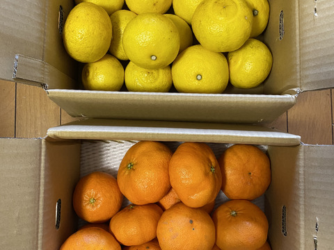 【柑橘食べ比べ】甘平2.5キロ＋はるか2.5キロセット