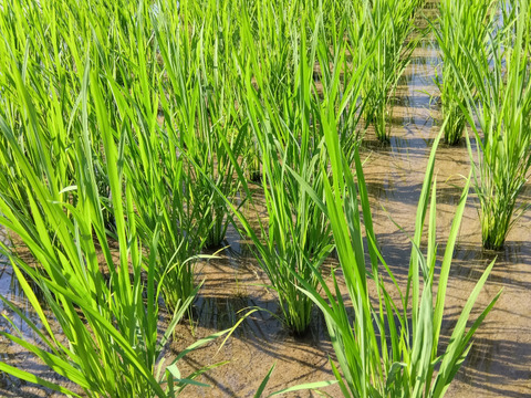 令和6年新米　和歌山県橋本市栽培の玄米（約10キロ）