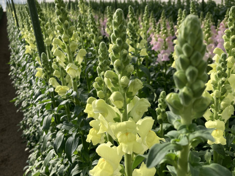 【数量限定】【初登場】規格外　金魚草　色おまかせmix　約10本