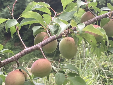 ⭐️高知産自然農⭐️桃みたいな梅少〜中混合🍑ほぼ木で熟れてます💕2キロ