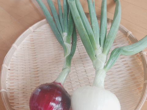 淡路島産たまねぎ赤【予約販売開始　数量限定】自然栽培★希少★固定種 在来種専門農家
（ 淡路産Awaji369farmからお届け）農薬不使用　無肥料栽培　内容【淡路島産　固定種　赤玉葱】3キロ