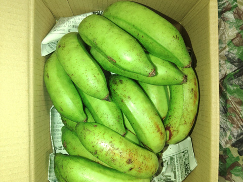 【朝市限定】　島バナナ　1.5ｋｇ+200ｇ増量