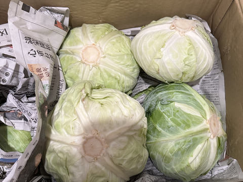 柔らかくあまーいキャベツ&シャキシャキ白菜セット！100サイズに入るだけ!（10kg以内）