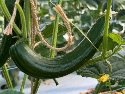 【訳あり】"おいしい水分補給"で熱中症対策『湧水きゅうり』 2kg：約15本