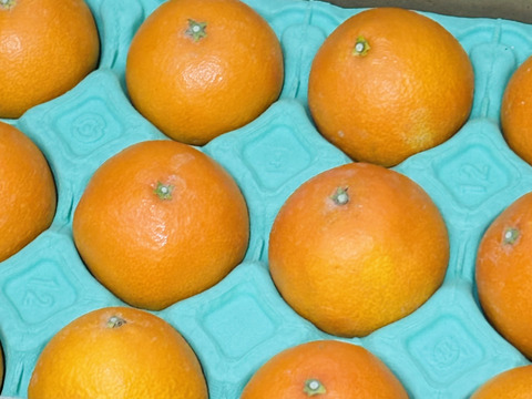 【贈答用】まるで天然ゼリー！まどんな（８～１２玉）×３箱