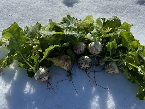 【自然栽培】会津伝統野菜含む5~8品目旬のお野菜セットMサイズ