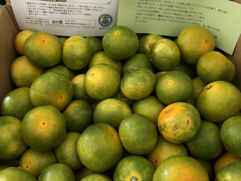 初物【7.5キロ】節減対象農薬　特別栽培で育てたからだにやさしい　有田みかん　きのゆらら　(YN26)同品種