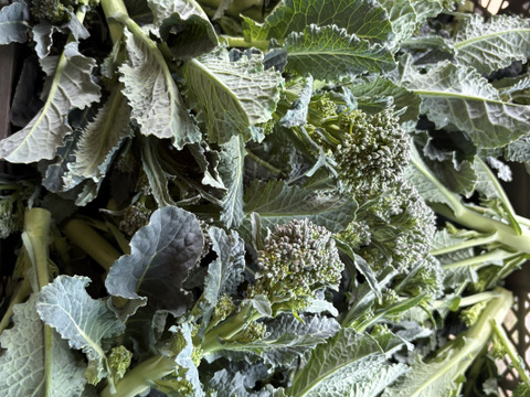 今が旬！アレッタ2キロ【ブロッコリー×ケールの野菜】/農薬・化学肥料不使用