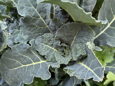 アレッタ600g/期間中農薬不使用、有機肥料主体