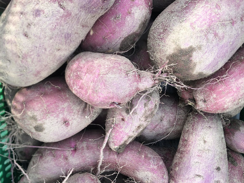 糸島産★新さつまいも（紅はるか）３キロ　※栽培期間中農薬不使用※