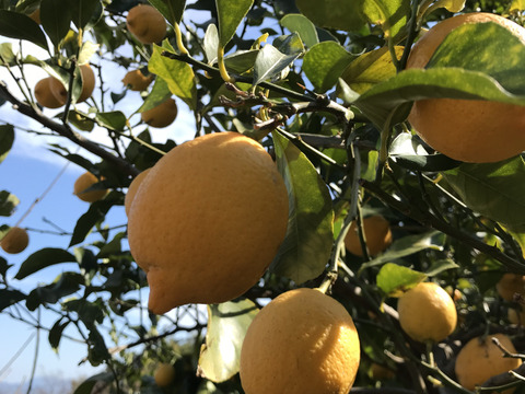 【期間限定増量セール！1kg→1.2kg】訳あり◆農薬不使用◆広島レモン　1.2kg