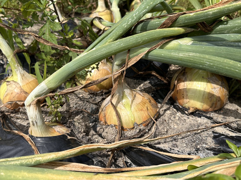 有機肥料栽培　あわじ産 品種：ターザン M-Lサイズ 中玉 大玉サイズおまかせ3kg　加熱すると甘みが増し、煮込み料理や炒め物に最適。貯蔵性にも優れており、幅広い料理で活躍。ひょうご安心ブランド認定