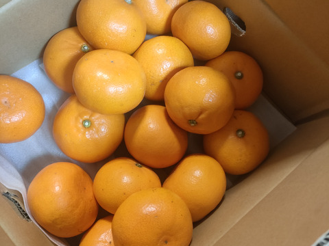 【発送開始】やまの実農園の訳ありせとか5ｋｇ(ご家庭用)