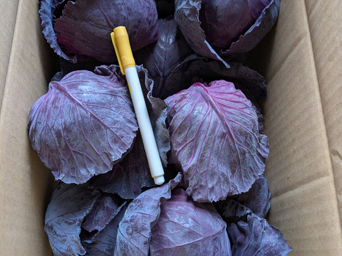 ミニ紫キャベツ　３キロ