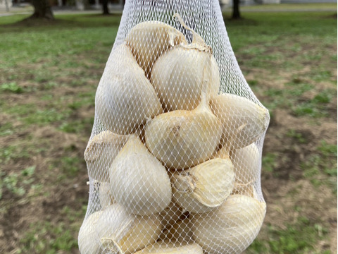 【11月限定】にんにくの王様　青森にんにく『白玉王』特大バラにんにく(500g)