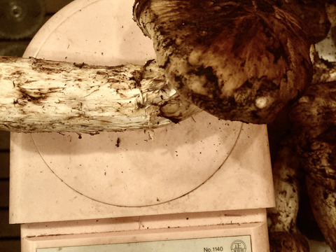 10／24日収穫！つぼみ〜中開き　松茸！100グラム以上！本日17時まで！