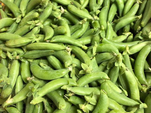 今が旬！ぽりぽりスナップエンドウ １kg