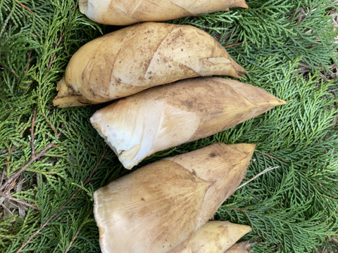 筍　1.1キロ　京都府京丹後産　初物