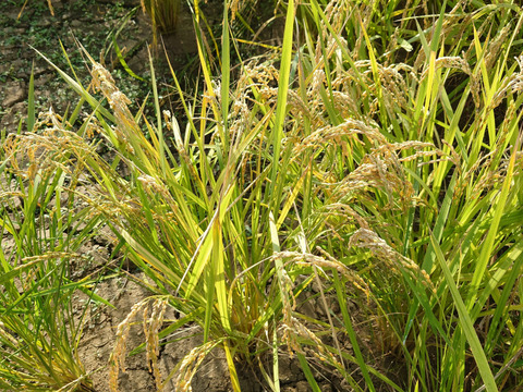 新嘗祭に佐賀県産にこまる玄米の新米です。