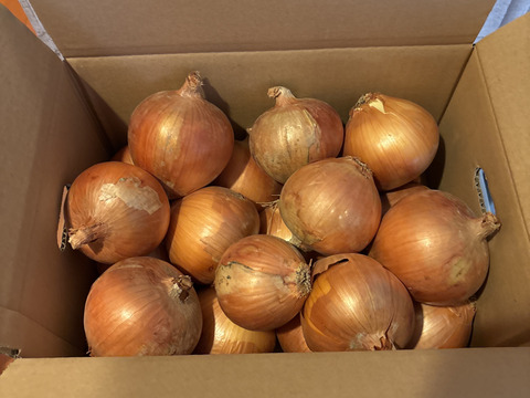 玉ねぎ5kg🅱️🧅淡路島極熟玉葱　シャーロットオニオン　玉ねぎ大国淡路島からのたまねぎ