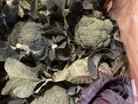 【食べチョクアワード2025受賞】
（ともちゃんセット）
ブロッコリー３つ　春キャベツ２つ