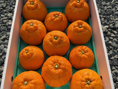 完熟★不知火　愛媛県産　贈答用３キロ