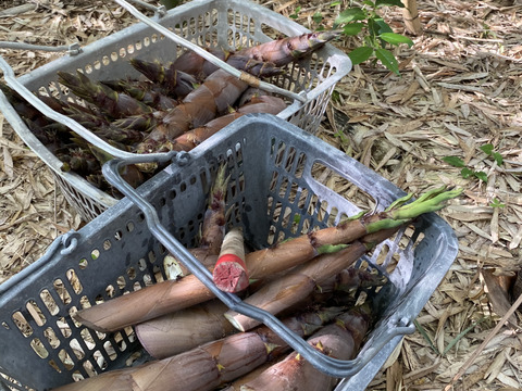 破竹たけのこ10kg収穫後予冷発送！