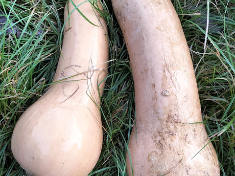 《自然栽培》秋冬　旬の手作り野菜セット【８種類くらい】