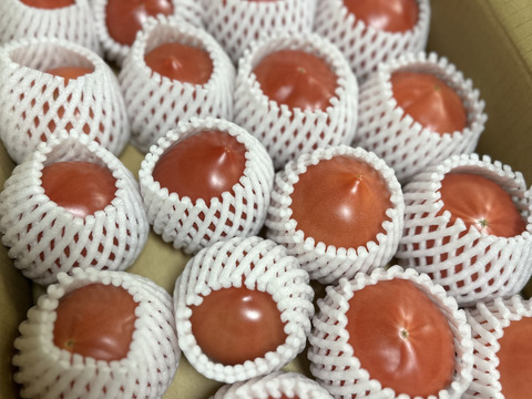 【こだわり土耕栽培】濃厚な愛情と旨み！こてらんねぇトマト M〜Lサイズ(約3kg 入り)