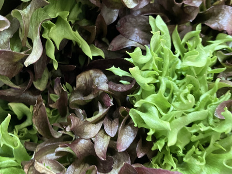 パリッとみずみずしい！人気の２種のレタス（２種類×３玉）（約2.4kg）