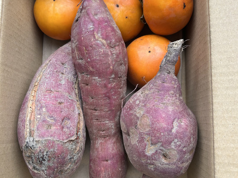 訳あり！ホックリと？ネットリ？食べてみてのお楽しみサツマイモ1kg、自然の甘さ甘柿500gのセットで秋の食べ切り！