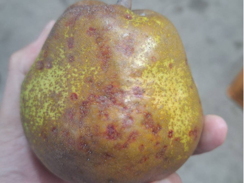 超訳あり規格外ラフランス　箱込5.5キロ