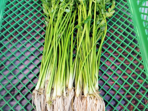 清流の恵み　宮城県蔵王町産セリ700g   蔵王セリ